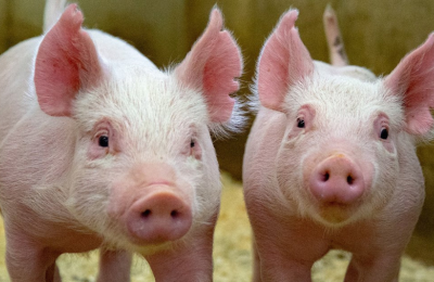 Έτσι θα θανατωθούν οι χοίροι με αφθώδη (ΒΙΝΤΕΟ)