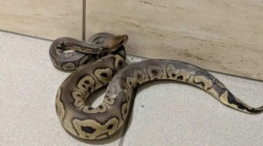 Είχαν 148 πύθωνες σε διαμέρισμα στην Κρακοβία.