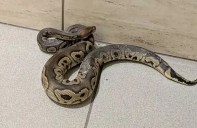 Είχαν 148 πύθωνες σε διαμέρισμα στην Κρακοβία.