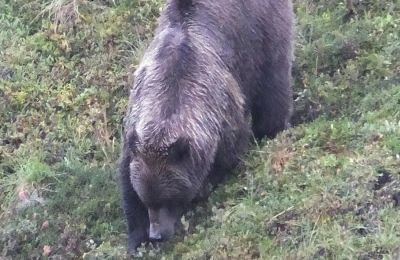 Επίθεση καφέ αρκούδας σε Αμερικάνους αξιωματούχους.