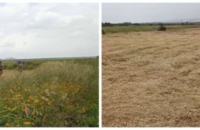 Παραβίαση της νεκρής ζώνης στην Αυλώνα–Τούρκος θερίζει χωράφι (ΒΙΝΤΕΟ)