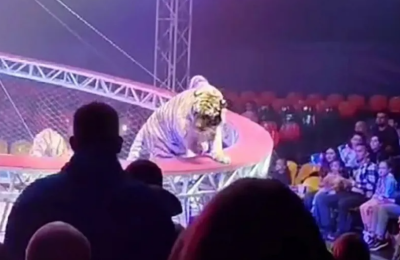 Τίγρης βγήκε από προστατευτικό δίχτυ και πήγε βόλτα στις κερκίδες