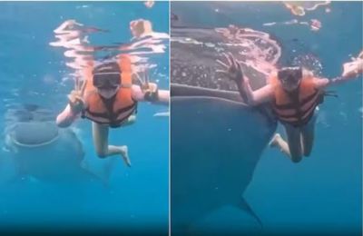 Καρχαρίας εμφανίστηκε δίπλα σε κολυμβήτρια που έβγαζε φωτογραφία κάτω από το νερό.
