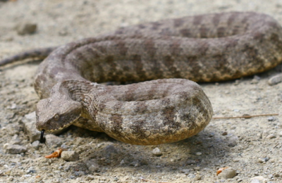 Φίνα δάγκωσε ηλικιωμένο στη Λάρνακα