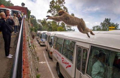 Οι πίθηκοι θεραπεύουν τις στομαχικές τους διαταραχές τρώγοντας λάσπη.