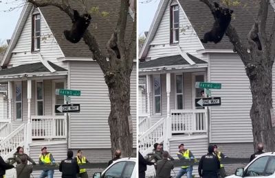 Οι αρχές διέσωσαν αρκουδάκι στη Νέα Υόρκη που σκαρφάλωσε σε δέντρο σε κατοικημένη περιοχή.