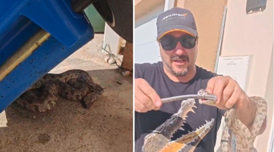 Ο Γιάννης Αγγελή έπιασε τη φίνα και άνοιξε το στόμα της με τη βοήθεια λαβίδας. Μόλις το ερπετό τη δάγκωσε, πέταξε δηλητήριο