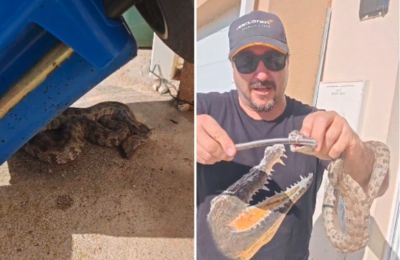 Ο Γιάννης Αγγελή έπιασε τη φίνα και άνοιξε το στόμα της με τη βοήθεια λαβίδας. Μόλις το ερπετό τη δάγκωσε, πέταξε δηλητήριο