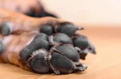 Το ζώο έχει μεταφερθεί άμεσα σε κτηνίατρο, όπου και λαμβάνει την απαραίτητη ιατρική φροντίδα