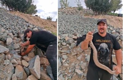 Μετά από αρκετά λεπτά μετακίνησης πετρών, ο Γιάννης Αγγελή εντόπισε τη φίνα και την ξετρύπωσε