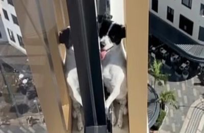 Έσωσαν σκυλίτσα στο Σίδνεϊ που είχε παγιδευτεί στον 13 όροφο για μέρες.