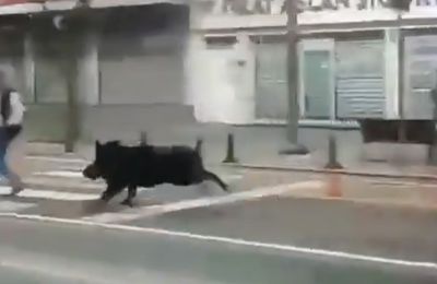 Αγριογούρουνο εισέβαλε σε πολυσύχναστο δρόμο και τραυμάτισε 3 άτομα