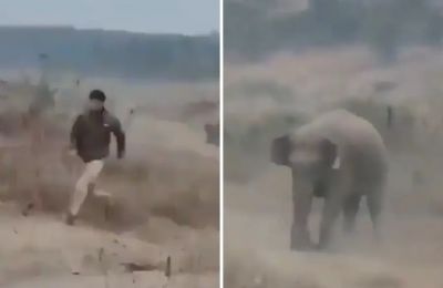 Νεκρός 75χρονος από επίθεση ελέφαντα.