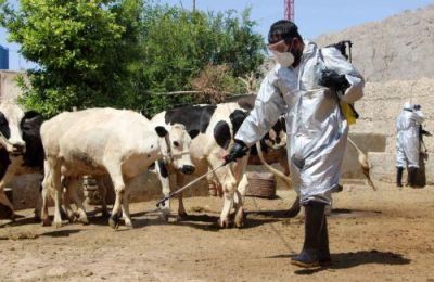 Νέα ενημέρωση των Κτηνιατρικών Υπηρεσιών καταγράφει τέσσερα κρούσματα αφθώδους πυρετού σε Δρομολαξιά και Αθηένου.