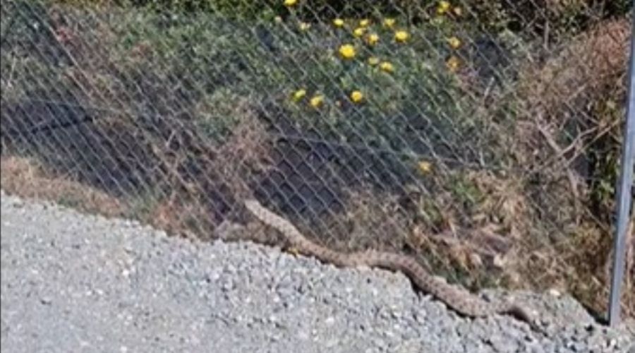 Ακόμη ένα περιστατικό με φίνα είδε το φως της δημοσιότητας