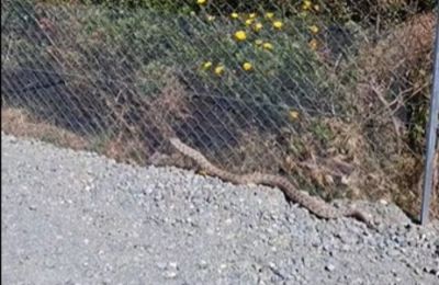 Ακόμη ένα περιστατικό με φίνα είδε το φως της δημοσιότητας