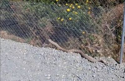 Ακόμη ένα περιστατικό με φίνα είδε το φως της δημοσιότητας