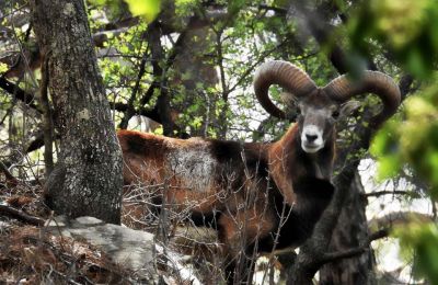 Η γέννηση ενός μικρού αγρινού στις ορεινές περιοχές της Κύπρου στέλνει μήνυμα ελπίδας και υπενθυμίζει τη σημασία διατήρησης της φυσικής κληρονομιάς του τόπου.