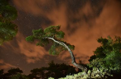 Με 66 έργα από 28 δημιουργούς, η έκθεση «Echoes of Trees – Between Image and Verse» συνδέει την τέχνη με την κοινωνική προσφορά και ανοίγει τις πύλες της την Τετάρτη 27 Μαΐου.