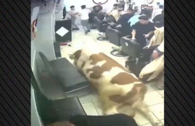 Το ζώο τέθηκε υπό έλεγχο μετά από καταδίωξη, χωρίς τραυματισμούς