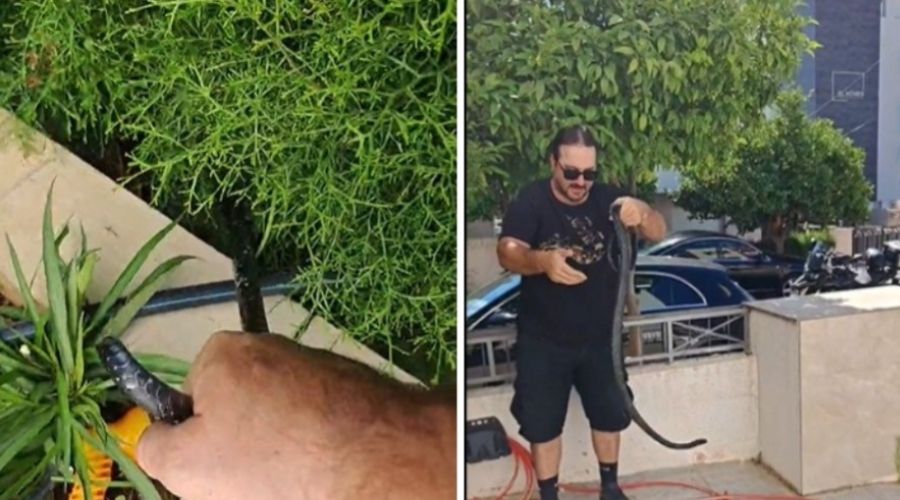 Νέα κλήση για απομάκρυνση φιδιού έλαβε ο Γιάννης Αγγελή