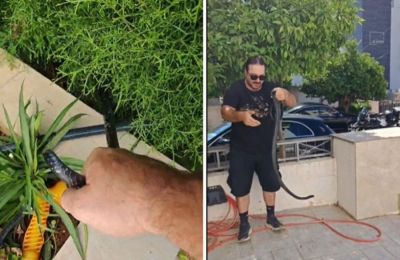 Νέα κλήση για απομάκρυνση φιδιού έλαβε ο Γιάννης Αγγελή