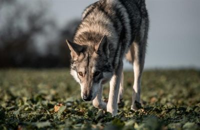 Η γυναίκα ενημέρωσε τις αρχές μετά το περιστατικό, το οποίο εξετάζεται από το Δασονομείο Ευπαλίου.