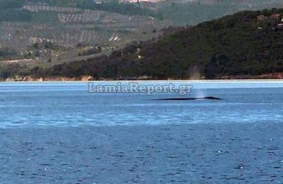 Η εντυπωσιακή παρουσία της φάλαινας προκάλεσε έκπληξη σε λουόμενους και ιδιοκτήτες σκαφών στον Ευβοϊκό.
