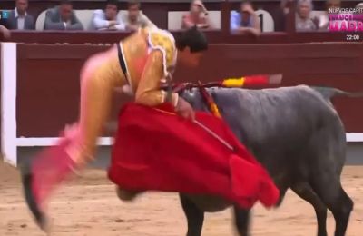 Ο ταυρομάχος δεν υπολόγισε σωστά όσο κουνούσε το κόκκινο πανί μπροστά στον ταύρο, με αποτέλεσμα να τον κτυπήσει.