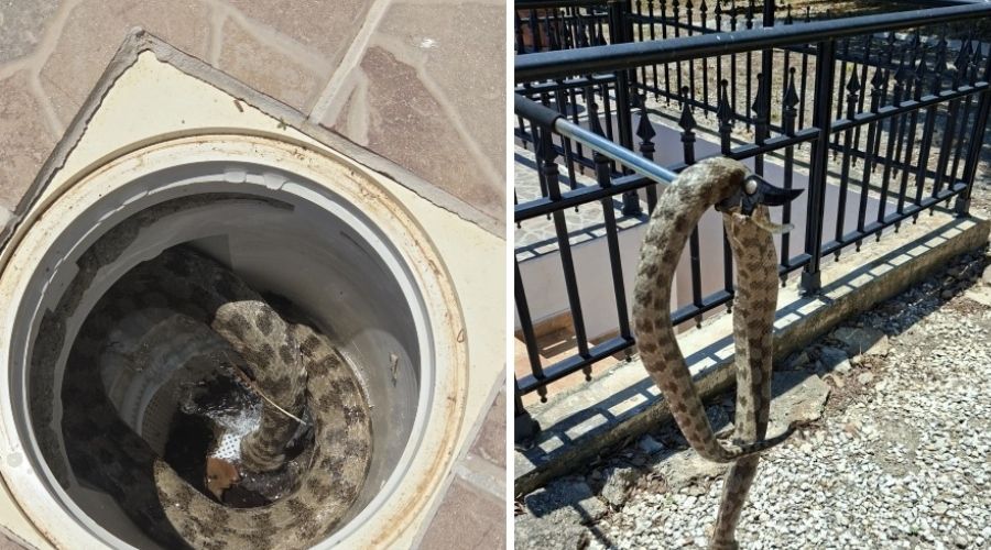 Τελικά, το πρόβλημα που είχε παρατηρηθεί σε πισίνα αφορούσε μια τεράστια φίνα