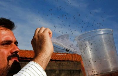 Φωτογραφία αρχείου από απελευθέρωση γενετικά τροποποιημένων κουνουπιών Aedes aegypti στη Βραζιλία το 2016.