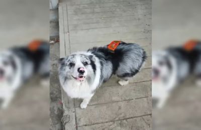 Το περιστατικό προκάλεσε αντιδράσεις στα Μέσα Κοινωνικής Δικτύωσης από φιλοζωικές οργανώσεις για την προστασία των ζώων.
