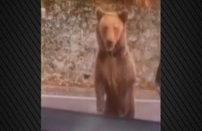 Άγρια επίθεση αρκούδας στη Ρουμανία.