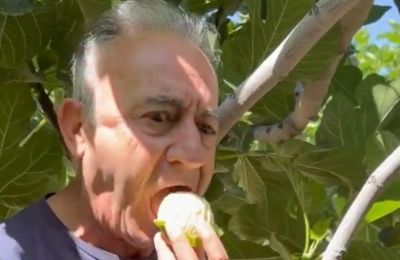 Η ηρεμία και οι παπύλλαροι του Αβέρωφ