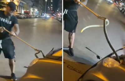 Φίδι ενός μέτρου εντοπίστηκε στο καπό αυτοκινήτου