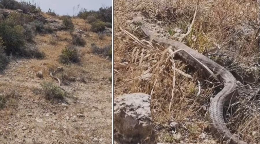 Μεγάλη φίνα -ευτυχώς- έγινε αντιληπτή εγκαίρως και από απόσταση ασφαλείας