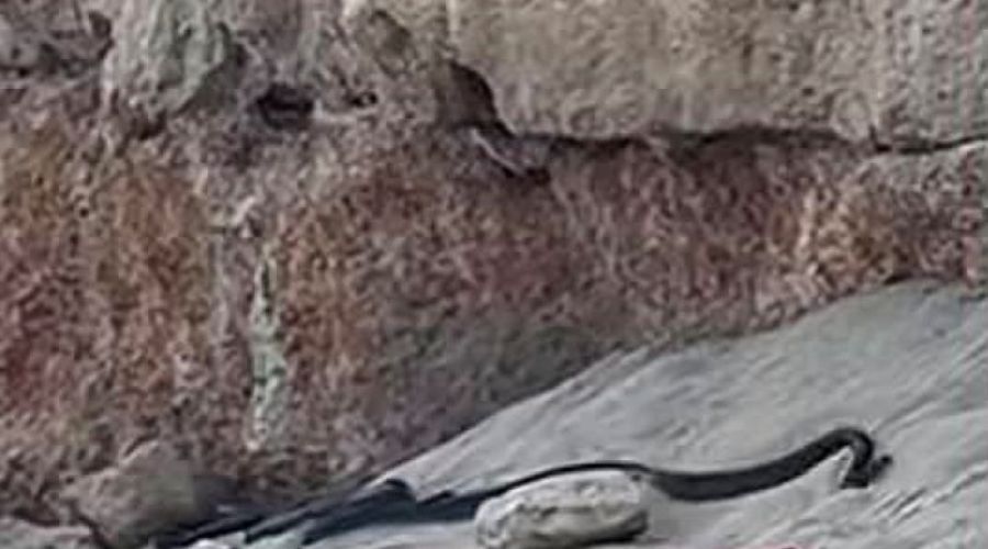 Χαμός στον Πρωτάρα: Μαύρα φίδια σε παραλία δίπλα σε λουόμενους- ΒΙΝΤΕΟ