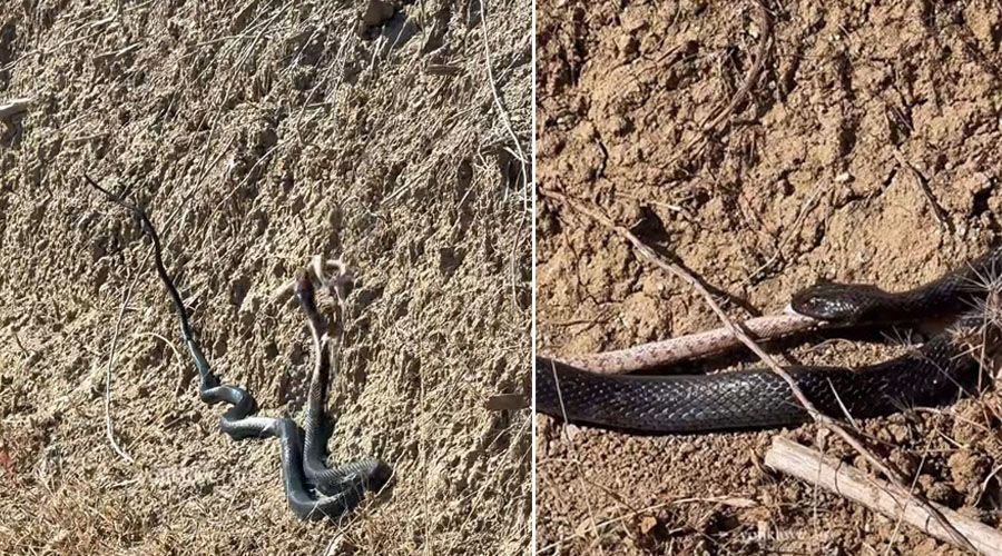 Τα περιστατικά με την εμφάνιση φιδιών όλο και πληθαίνουν όπως φανερώνουν και τα σχετικά βίντεο που αναρτώνται στα μέσα κοινωνικής δικτύωσης
