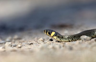 Η ιδιοκτήτρια εντόπισε το φίδι στο πεντάλ του γκαζιού.