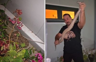 Βραδιάτικη κλήση στον Γιάννη Αγγελή για να μαζέψει οχιά έξω από σπίτι