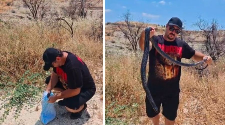 Στο φυσικό του περιβάλλον φίδι που είχε διασωθεί από δίχτυ