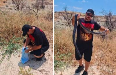 Στο φυσικό του περιβάλλον φίδι που είχε διασωθεί από δίχτυ