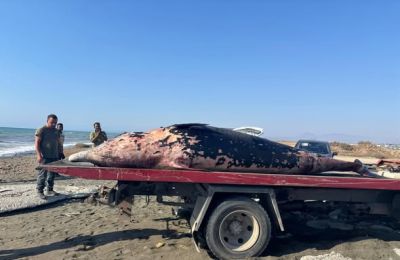 Νεκρή φάλαινα ξεβράστηκε στις ακτές των κατεχομένων (ΦΩΤΟΓΡΑΦΙΕΣ)