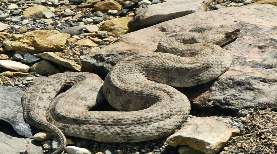 Η ικανότητα της φίνας να καμουφλάρεται την καθιστά ιδιαίτερα επικίνδυνη (Φωτογραφία: Το Νησί / On the island)