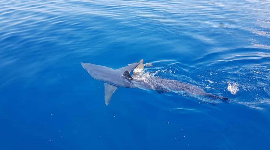 Οι εφημερίδες της εποχής περιέγραφαν τη σοκαριστική επίθεση που «ταρακούνησε» την κοινή γνώμη γράφοντας ότι ο νέος κατασπαράχθηκε από «θαλάσσιον τέρας»