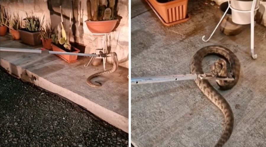 Μεγάλη φίνα στη βεράντα σπιτιού