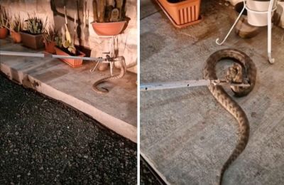 Μεγάλη φίνα στη βεράντα σπιτιού
