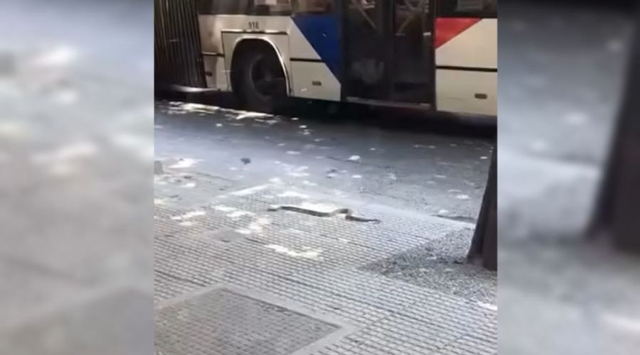 Φίδι έκοβε βόλτες στο κέντρο της Θεσσαλονίκης (ΒΙΝΤΕΟ)