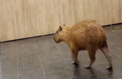 Δεν προκάλεσαν καμία φθορά ή αναστάτωση στις εγκαταστάσεις του νομοθετικού σώματος.
