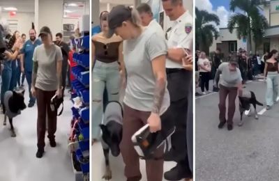 Οι κτηνίατροι έδωσαν μάχη για να τον κρατήσουν στη ζωή.